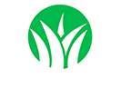 Evergrass